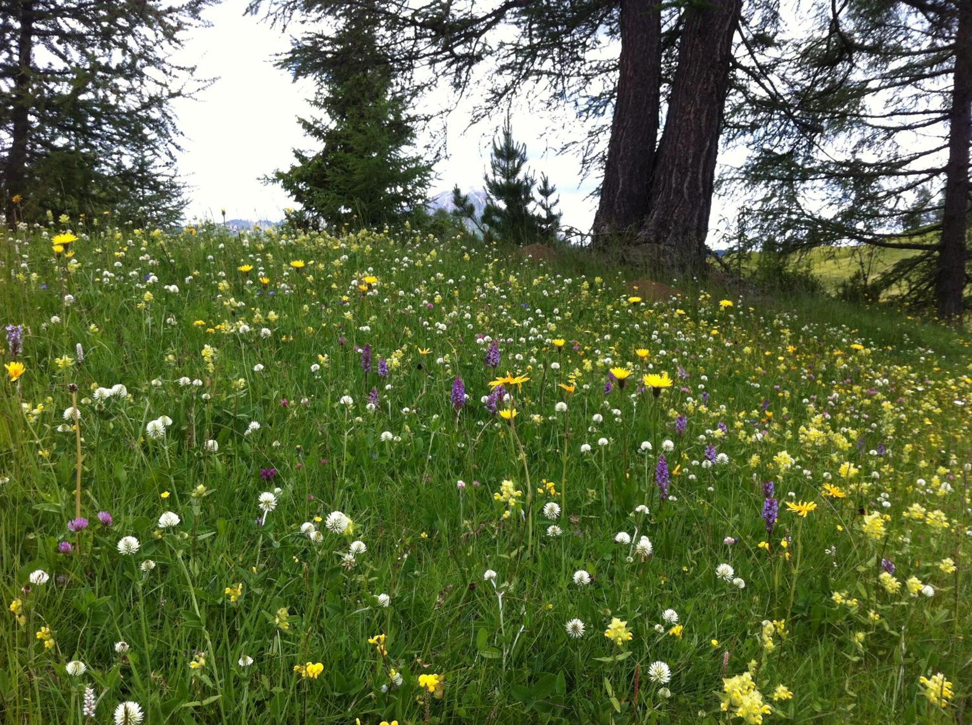 Ciasa Wallis Badia  Exteriér fotografie